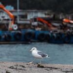 Detectado en Oleiros (La Coruña) un nuevo caso de gripe aviar en aves silvestres