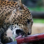 Un leopardo degusta un polo de sangre