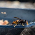 Avispas en plato con alimentos