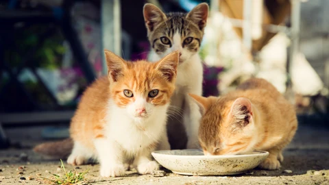 Según una investigación, solo el 51% de los felinos que viven en casa con sus dueños están identificados