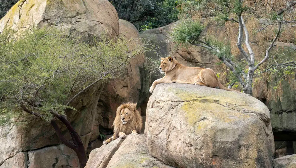 Dos leones sobre las rocas del Bioparc