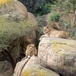 Dos leones sobre las rocas del Bioparc