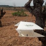 En 2024 se ha cubierto una superficie próxima a las 21.000 hectáreas de viñedo 