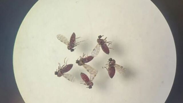 España registra doce casos de oropouche tras los brotes de este virus en Sudamérica