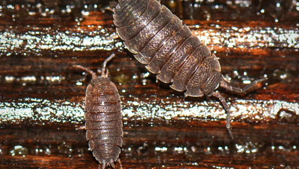 Insecto cochinilla