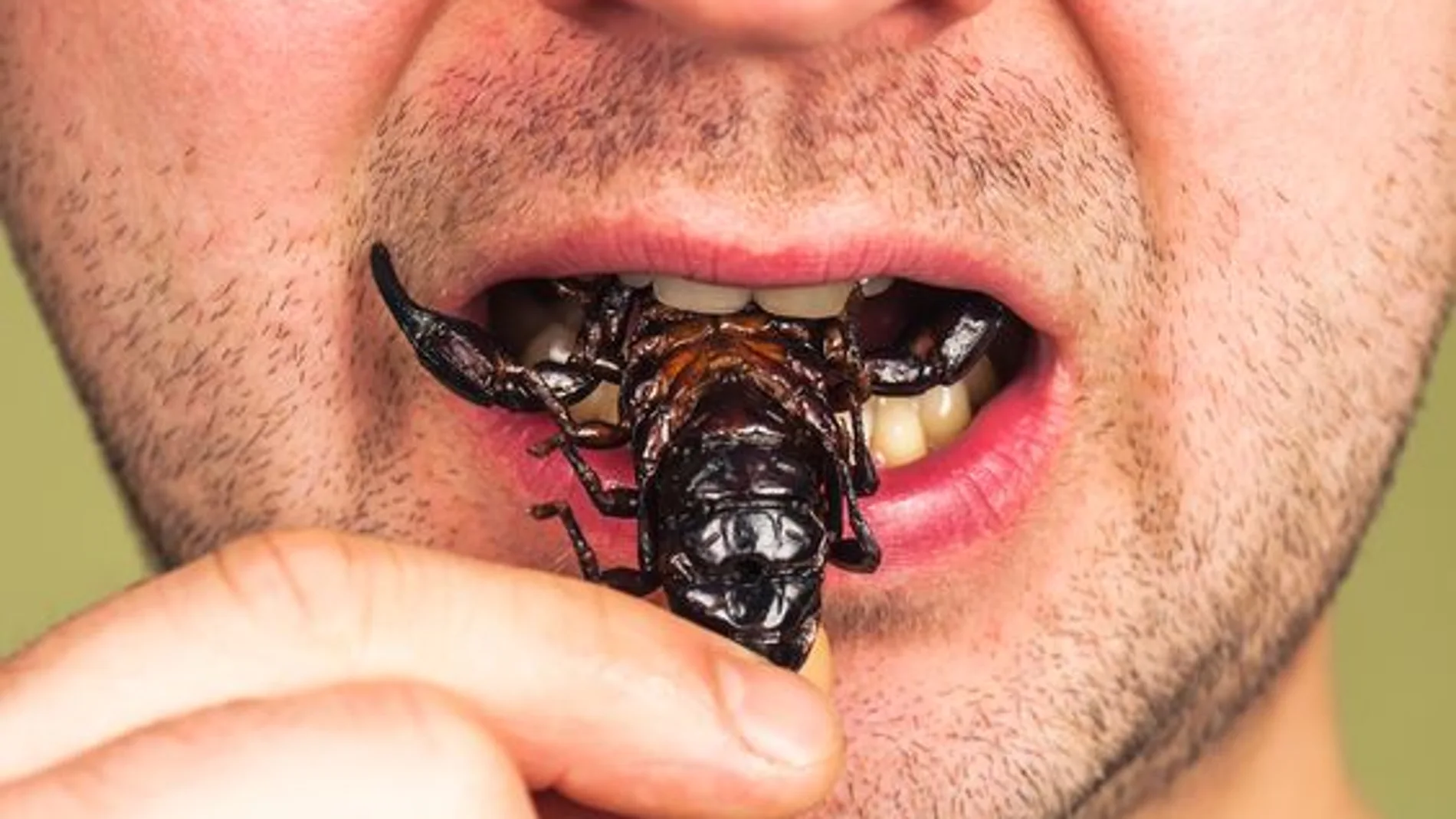 Comer insectos