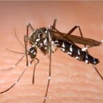 ASAJA Murcia “muy preocupada” por la grave plaga de mosquitos que afecta a la huerta murciana y a la salud pública