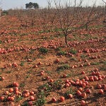 Los agricultores valencianos cifran en 400 millones las pérdidas provocadas por el veto ruso