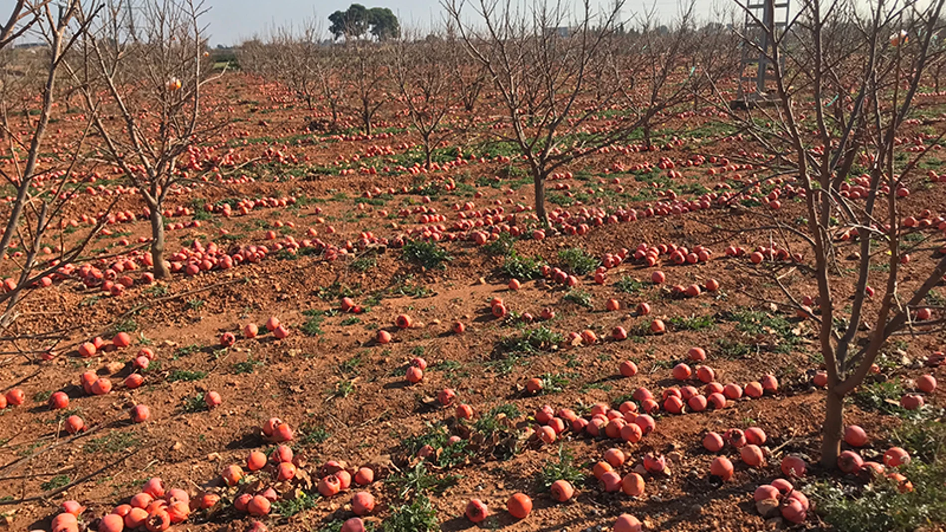 Los agricultores valencianos cifran en 400 millones las pérdidas provocadas por el veto ruso