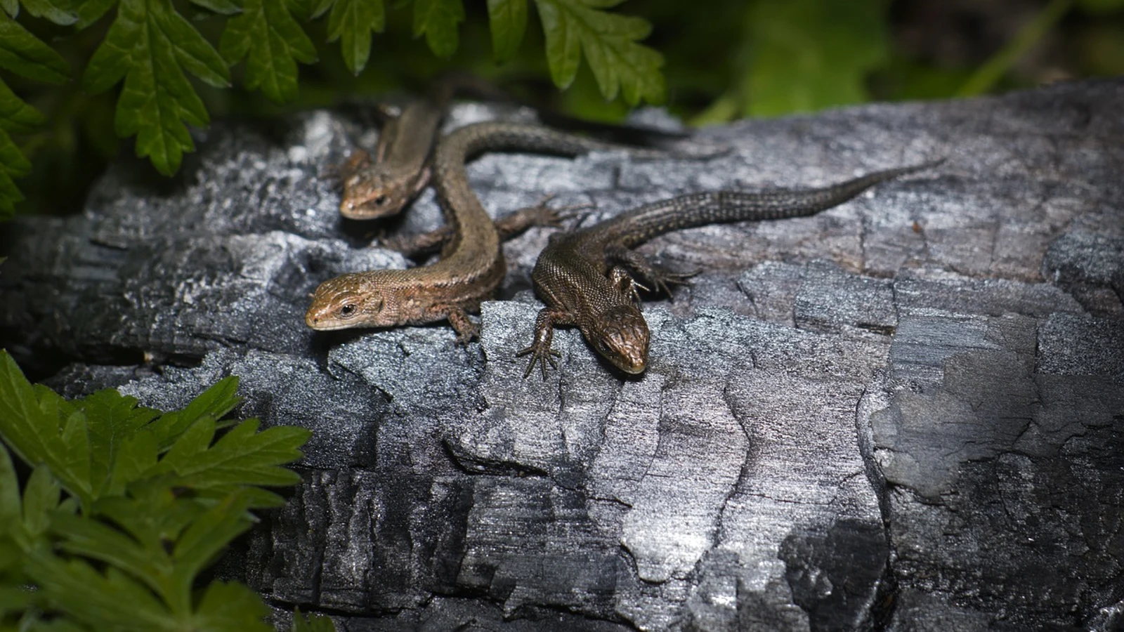 https://fotografias.larazon.es/clipping/cmsimages02/2024/08/13/E3CB0E71-BDF1-40AF-9DF8-606E303C252F/lagartijas_97.jpg?crop=1280,720,x0,y61&width=1600&height=900&optimize=low&format=webply