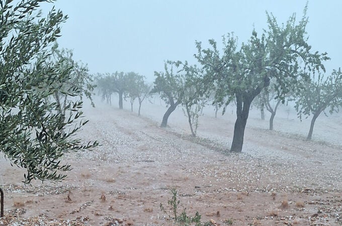 Almendras, olivos, naranjas y caquis: los principales daños de la DANA en la Comunidad Valenciana