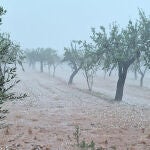 Almendras, olivos, naranjas y caquis: los principales daños de la DANA en la Comunidad Valenciana