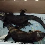 Dos de los lagartos gigantes