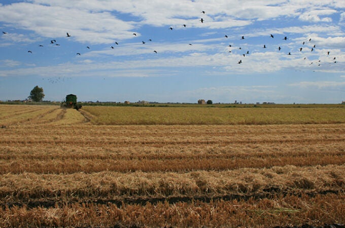 Imagen de un arrozal de l'Albufera, en Valencia