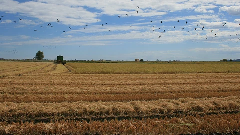 Imagen de un arrozal de l'Albufera, en Valencia
