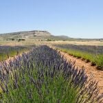 Cultivos de lavanda en el Noroeste de la Región de Murcia