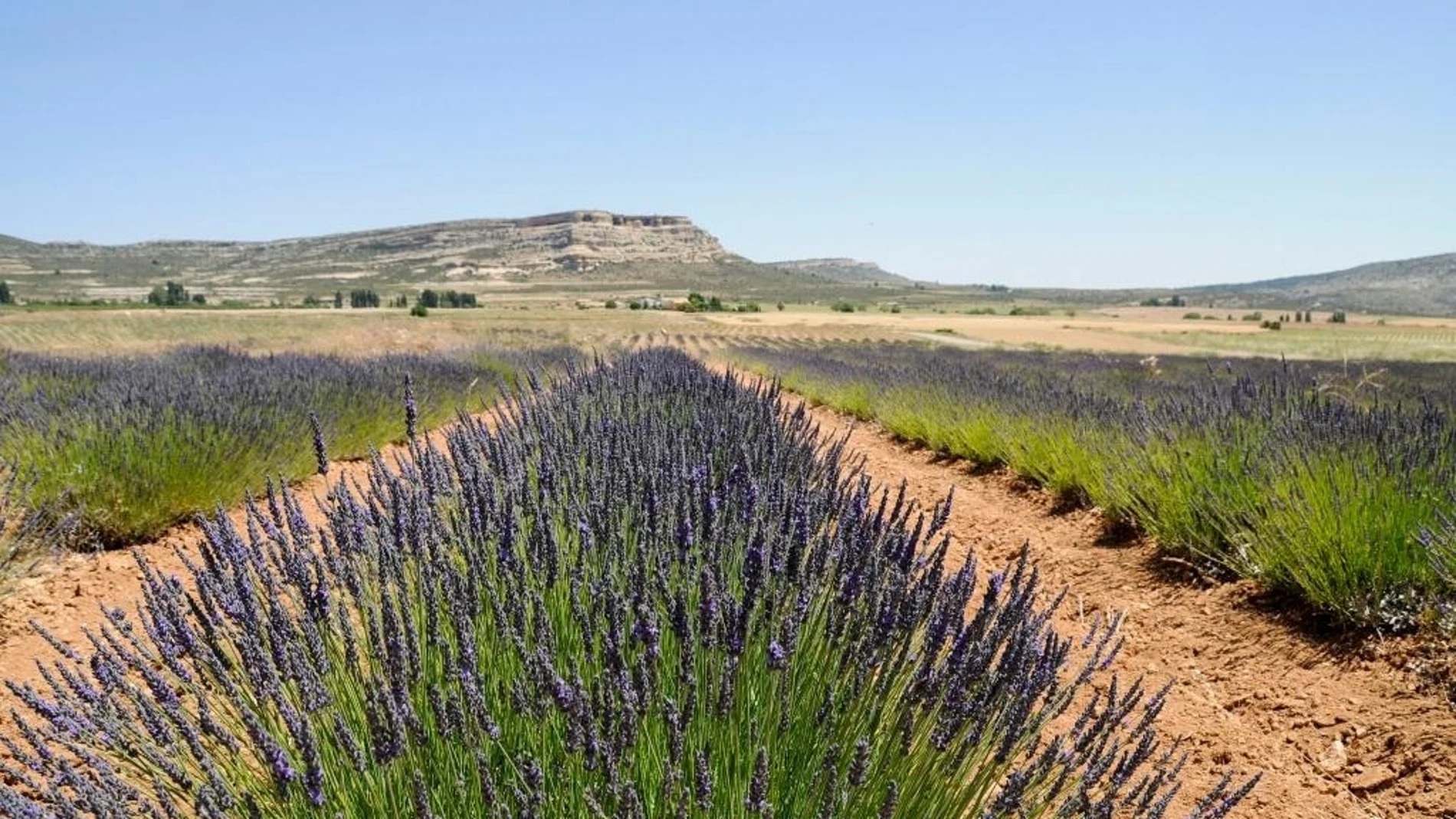 Cultivos de lavanda en el Noroeste de la Región de Murcia