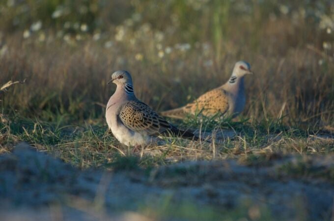 Dos tórtolas en el campo