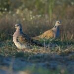 Dos tórtolas en el campo