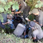 Rescatan a un oso herido en Somiedo que no podía mover las patas traseras