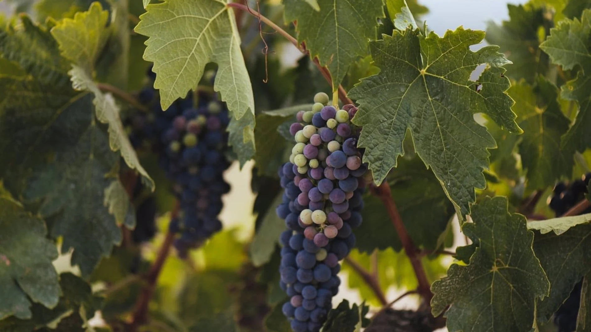 Economía.- 135 cooperativas y bodegas de La Rioja podrán beneficiarse de las ayudas a la destilación de la campaña 2024