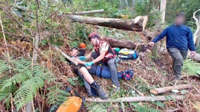 Herido un trabajador forestal vasco tras caerle un árbol sobre la pierna