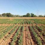 Cultivo de quinoa en Castilla y León