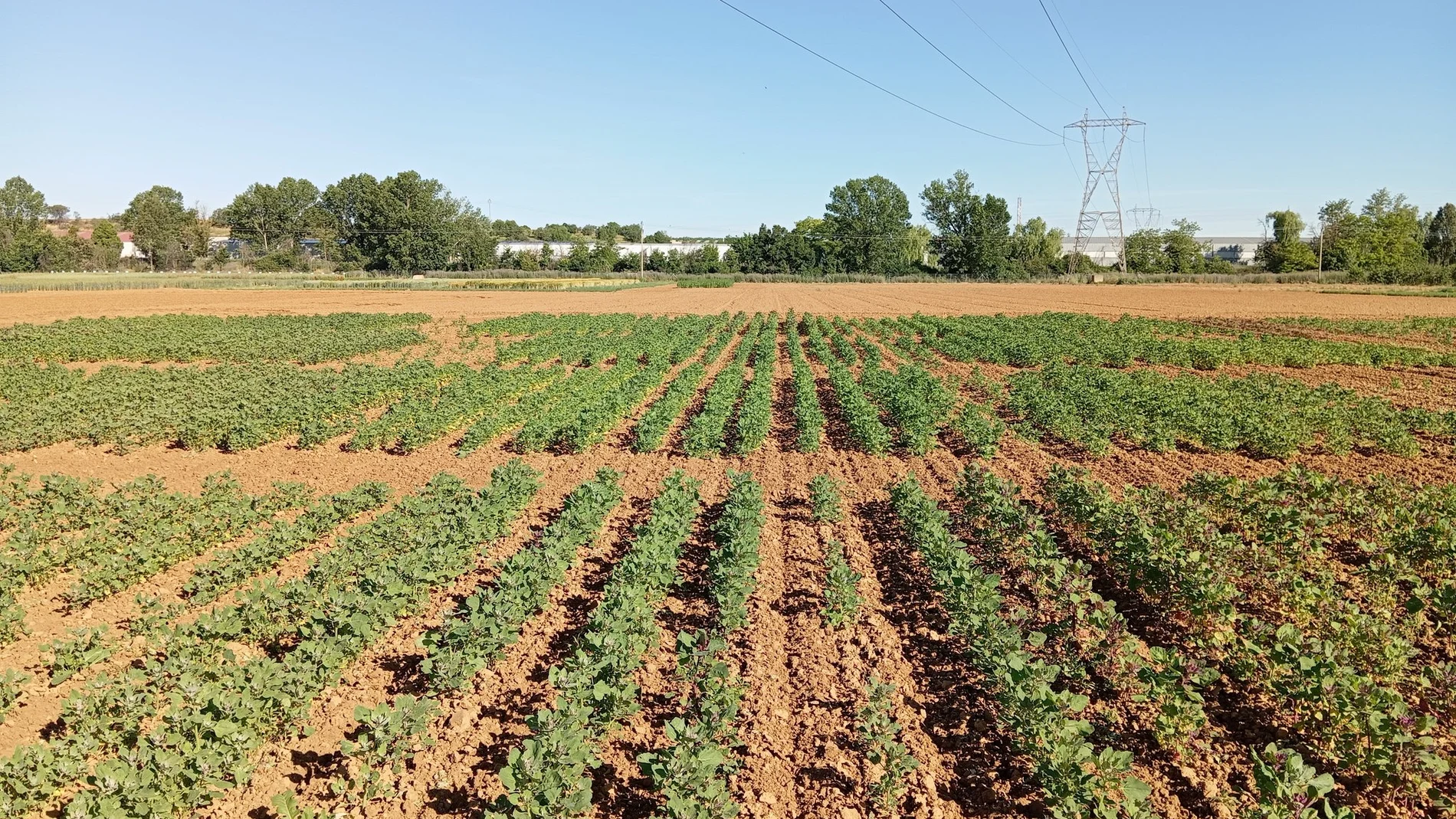 Cultivo de quinoa en Castilla y León