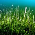 Un estudio del IEO revela la "ausencia de síntomas de recuperación" en parte de las praderas marinas del Mar Menor