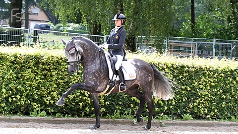 Rociero FS, seleccionado por segundo año para representar a España en el Campeonato del Mundo de Caballos Jóvenes de Doma Clásica, Ermelo (Holanda)
