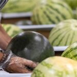 Mercadona prevé comprar 115.000 toneladas de sandía de origen nacional en 2024, un 38% más