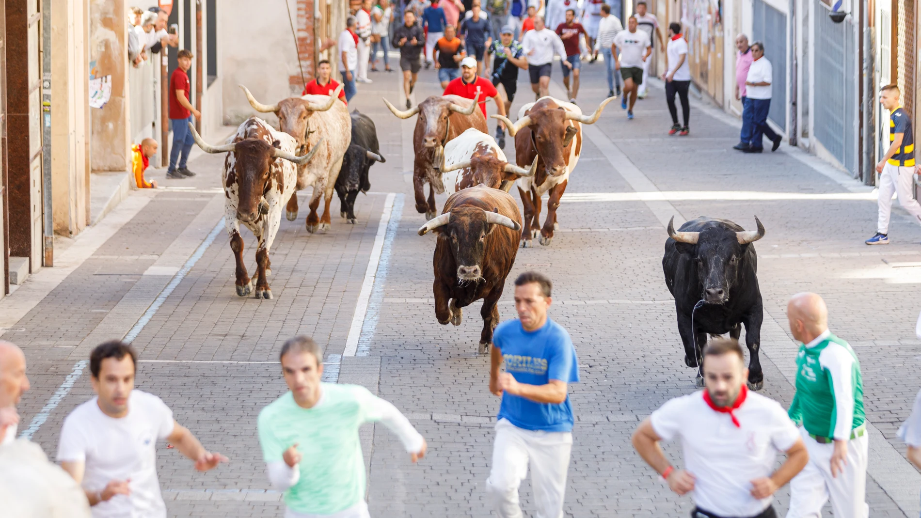 Primer encierro por las calles de Cuéllar