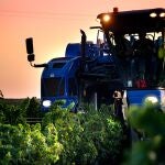 Vendimia Nocturna de la Bodega Cuatro Rayas