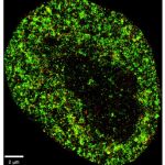La imagen utiliza dos colores para mostrar componentes nucleares específicos, lo que permite a los investigadores ver estructuras detalladas dentro del núcleo celular con una resolución a nanoescala.