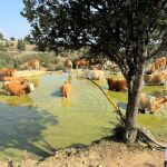 El conseller de Agricultura, Miguel Barrachina, en una explotación ganadera