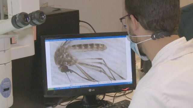 Los mosquitos de la familia Culex son los responsables de la transmisión del virus del Nilo Occidental 