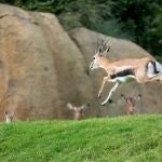 Imagen de la Gacela Thompson nacida en Bioparc Valencia