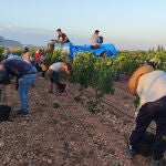 Comienza la vendimia de la DOP Jumilla, una de las más largas