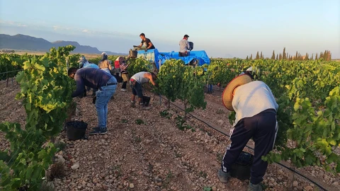 Comienza la vendimia de la DOP Jumilla, una de las más largas
