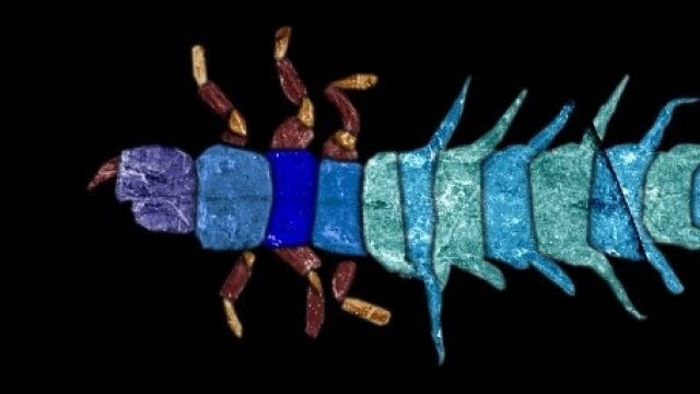 Imagen de una larva de Slidaea fosilizada encontrada en McGrath Flat.
