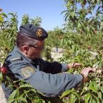 Sucesos.- La Guardia Civil investiga a dos empresarios agrícolas por multiplicación de variedades vegetales protegidas