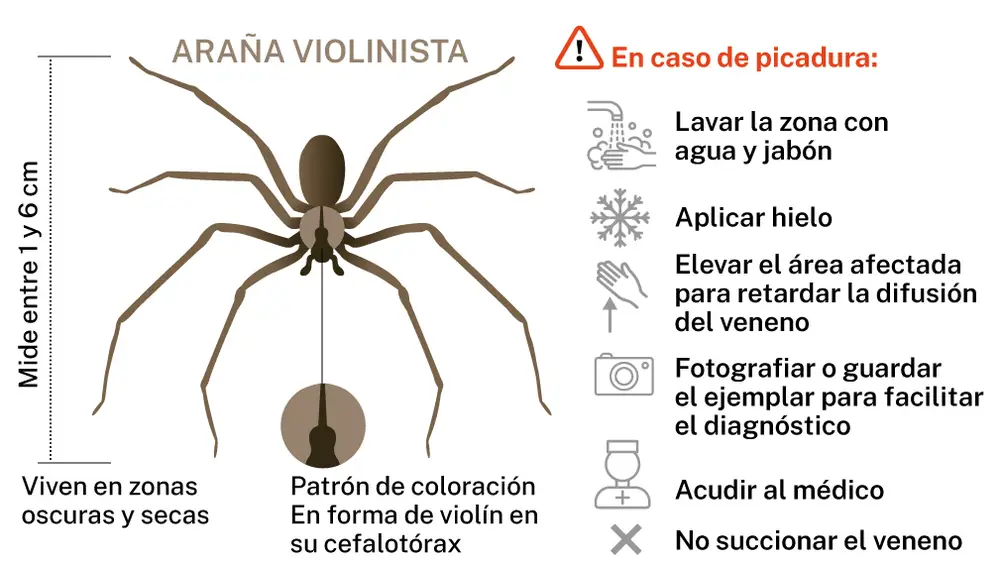 La araña violinista ya está en España: estas son las zonas en las que ...