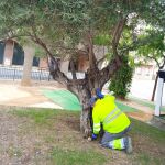 Un operario, durante una acción del plan contra los mosquitos