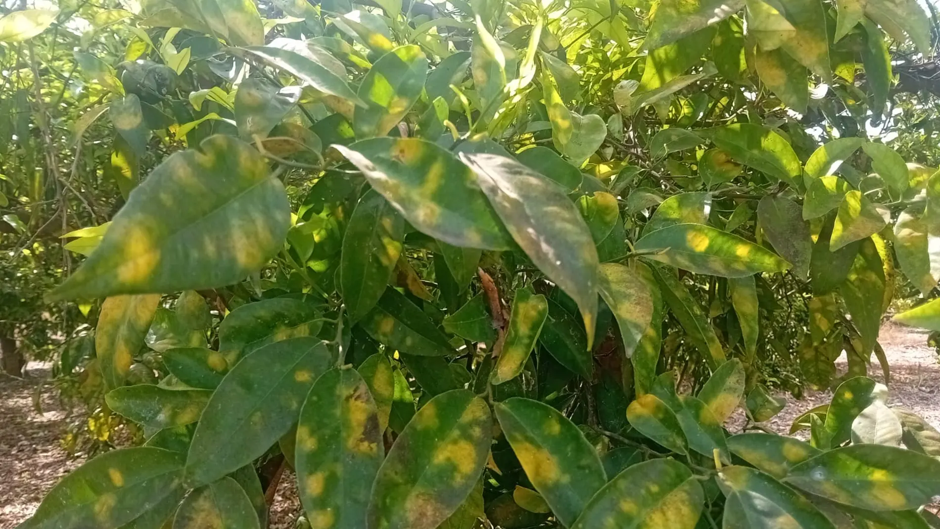 Imagen de cítricos afectados por los ácaros