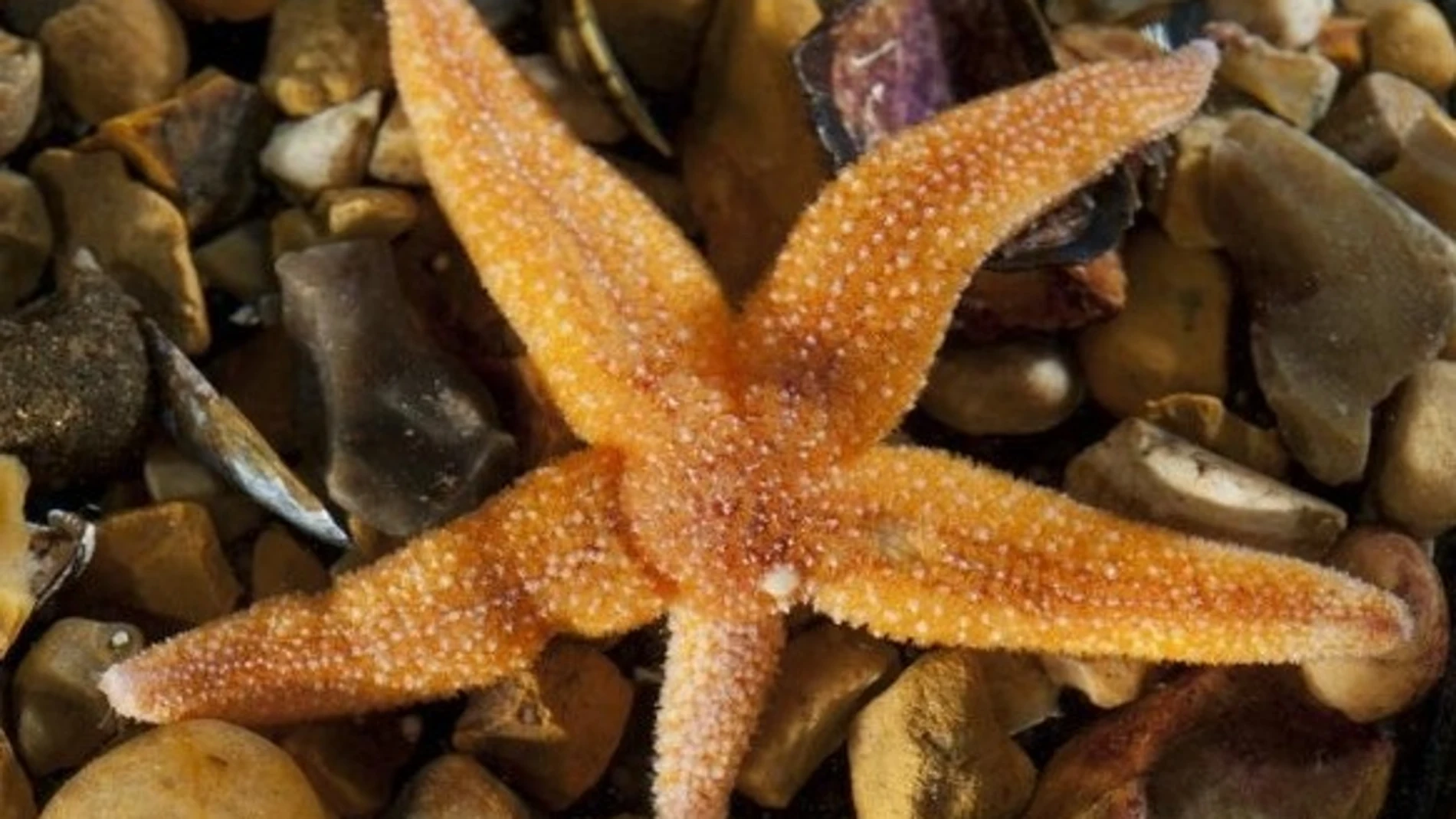 Ejemplar de la estrella de mar común europea Asterias rubens con un brazo regenerador. MAURICE ELPHICK / QUEEN MARY UNI 30/08/2024