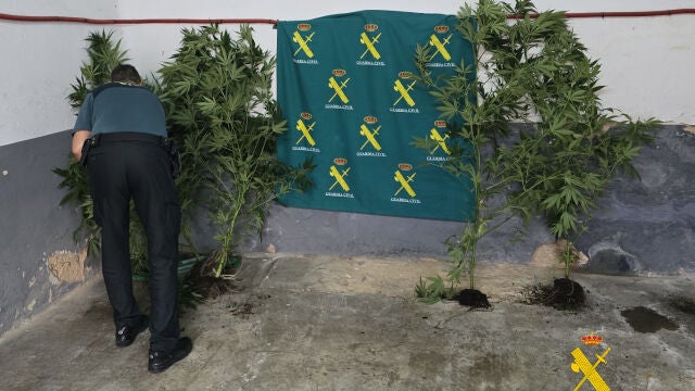 Plantas de marihuana en Aguilar de Campoo