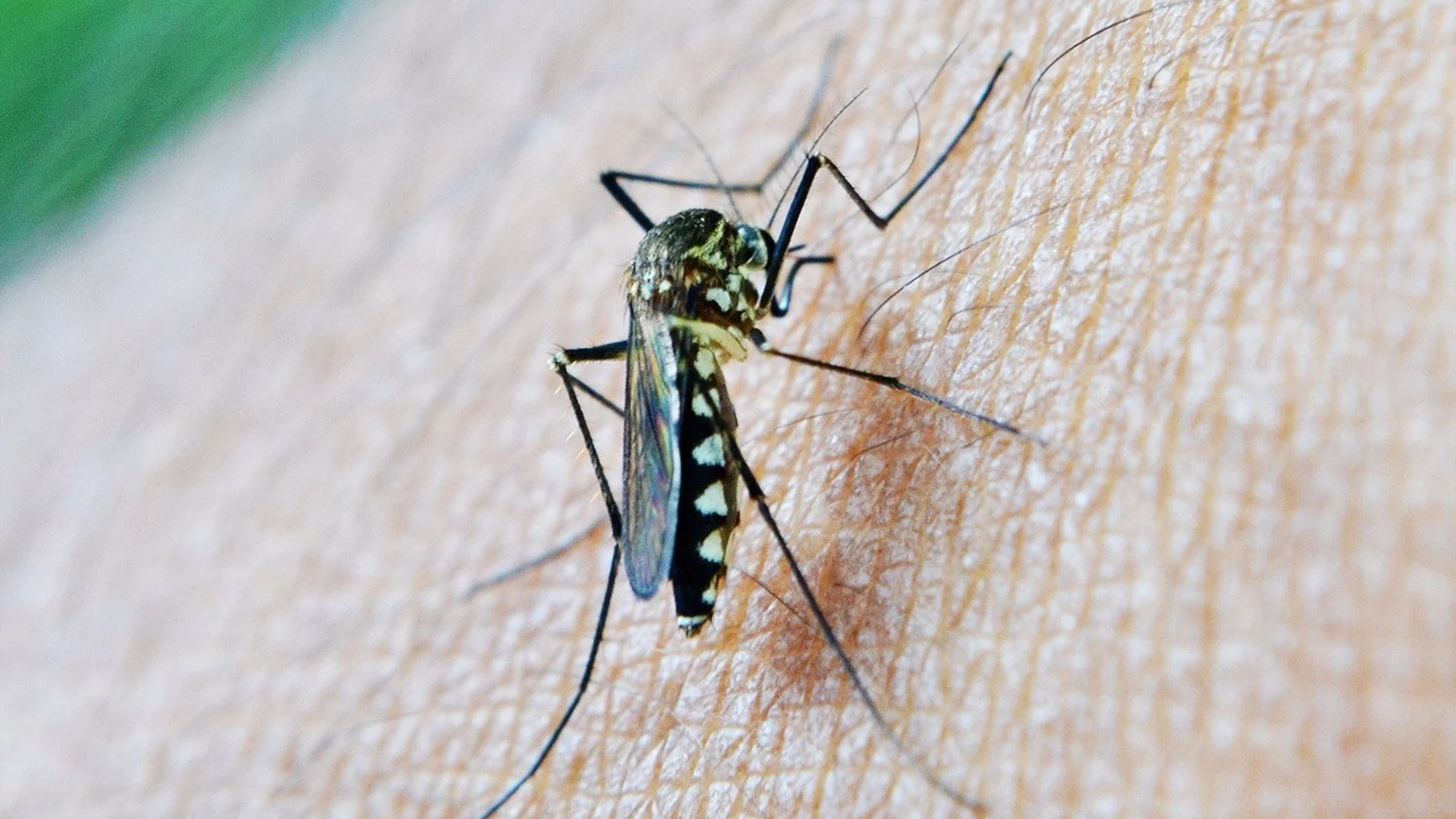 Huelva eleva el riesgo de contagio de virus del Nilo, tras detectar su presencia en un mosquito en la capital