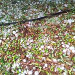 Granizo destroza olivar en Jaén