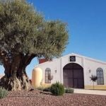 El aceite de oliva virgen extra (AOVE) Palacio de Los Olivos sigue liderando el ranking internacional “The EVOO World Ranking” en las variedades Picual y Arbequina. 