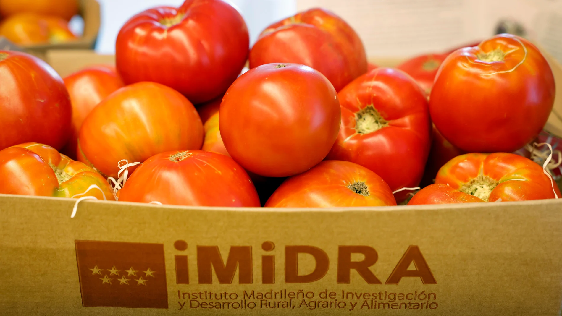 El tomate que previene contra el cáncer llega de Madrid